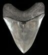 Serrated, Megalodon Tooth - Georgia #60490-2